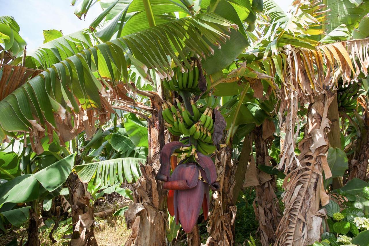 蓬塔德尔加达Quinta Do Pico别墅 外观 照片